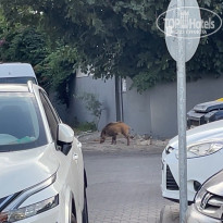 фото из отзыва ID 2650892