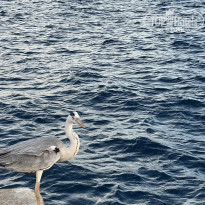 фото из отзыва ID 2650950