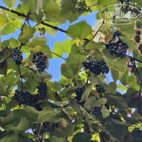 фото из отзыва ID 2651199