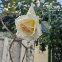 фото из отзыва ID 2651199