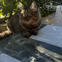 фото из отзыва ID 2651229