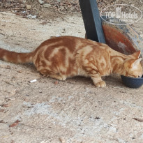 фото из отзыва ID 2651386