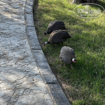 фото из отзыва ID 2651856