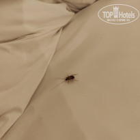 фото из отзыва ID 2652187