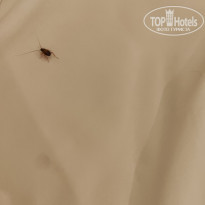 фото из отзыва ID 2652187