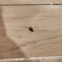 фото из отзыва ID 2652187