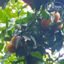 фото из отзыва ID 2652257