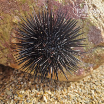 фото из отзыва ID 2652722