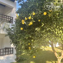 фото из отзыва ID 2653089