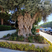 фото из отзыва ID 2653210