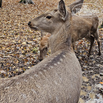 фото из отзыва ID 2653542