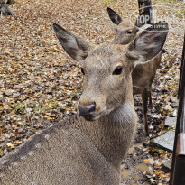 фото из отзыва ID 2653542