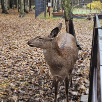 фото из отзыва ID 2653542