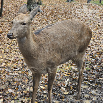 фото из отзыва ID 2653542