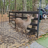 фото из отзыва ID 2653542