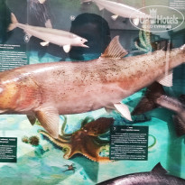 фото из отзыва ID 2653548