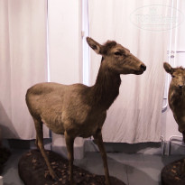 фото из отзыва ID 2653548