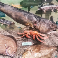 фото из отзыва ID 2653548