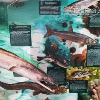 фото из отзыва ID 2653548