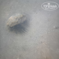 фото из отзыва ID 2653781