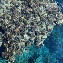 фото из отзыва ID 2654375