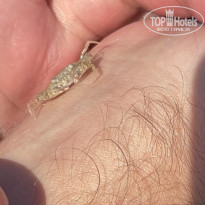 фото из отзыва ID 2654649