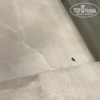 фото из отзыва ID 2654803