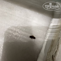 фото из отзыва ID 2654803