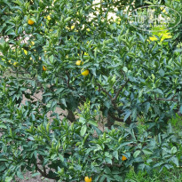 фото из отзыва ID 2655271