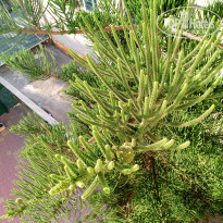 фото из отзыва ID 2655109