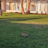 фото из отзыва ID 2655279