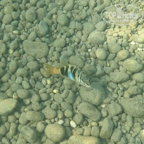 фото из отзыва ID 2655361