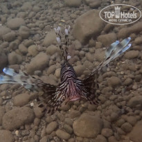 фото из отзыва ID 2655361