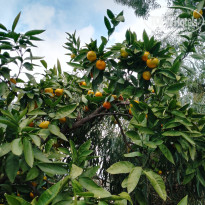 фото из отзыва ID 2655386