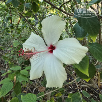 фото из отзыва ID 2655859