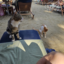 фото из отзыва ID 2656098