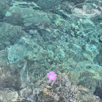 фото из отзыва ID 2656285