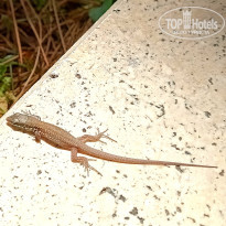 фото из отзыва ID 2655792