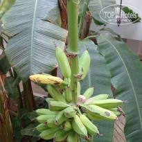 фото из отзыва ID 2656434