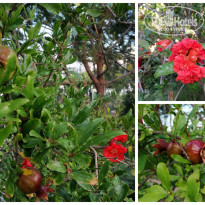 фото из отзыва ID 2656762