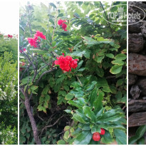 фото из отзыва ID 2656762