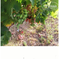 фото из отзыва ID 2656762