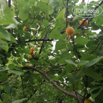 фото из отзыва ID 2656762