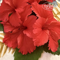 фото из отзыва ID 2657103