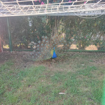 фото из отзыва ID 2657222