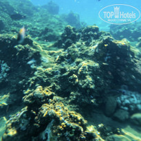 фото из отзыва ID 2657746