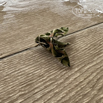 фото из отзыва ID 2658057