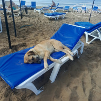 фото из отзыва ID 2658155