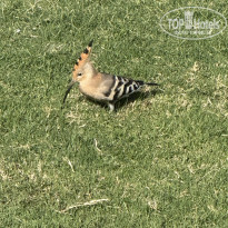 фото из отзыва ID 2658254