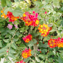 фото из отзыва ID 2658482